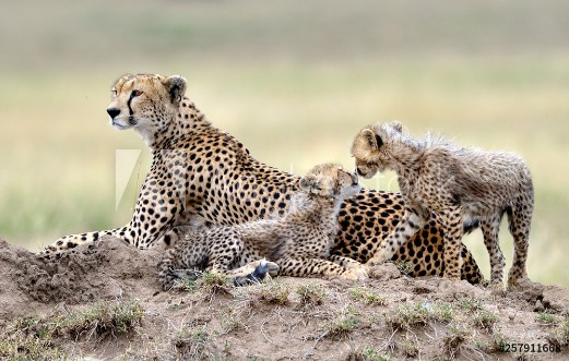 Picture of Cheetah mom and her puppies